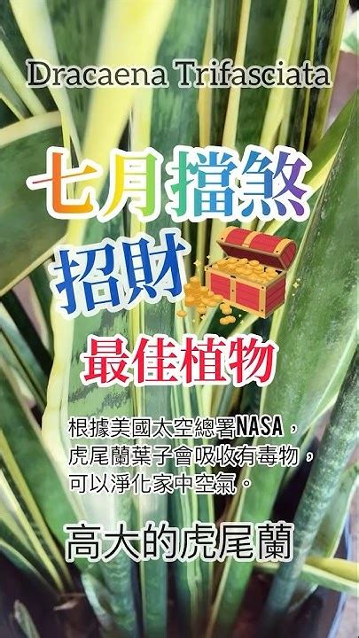 虎尾蘭 擋煞|【虎尾蘭辟邪】虎尾蘭：招財擋煞的風水聖品，讓你平安運勢旺翻。